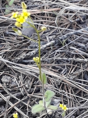 Draba nemorosa
