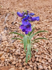 Penstemon glaber