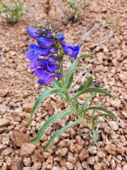 Penstemon glaber