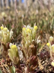 Castilleja ambigua