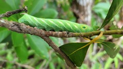 Theretra pallicosta