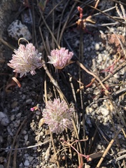 Allium tribracteatum