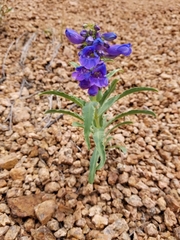 Penstemon glaber