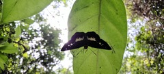 Gerosis phisara