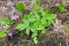 Nabalus × mainensis