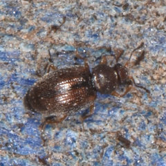 Corticarina truncatella