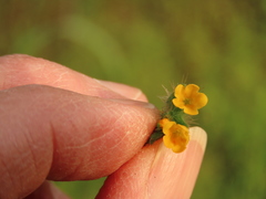Amsinckia lycopsoides