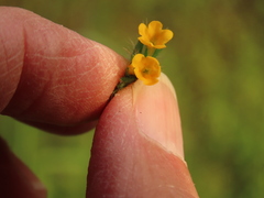 Amsinckia lycopsoides
