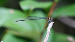 Prodasineura croconota