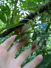 Columnea sanguinolenta