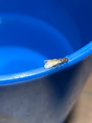 Formicidae
