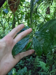 Columnea sanguinolenta