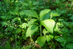 Verbesina alternifolia