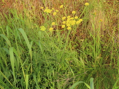 Lomatium triternatum brevifolium