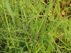 Lomatium triternatum brevifolium