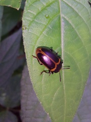 Iphiclus haematocephalus