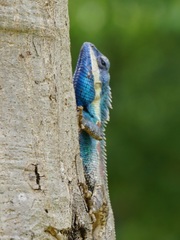 Calotes mystaceus