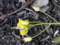 Draba nemorosa