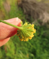 Lomatium triternatum brevifolium