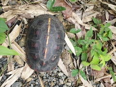 Cuora flavomarginata