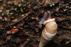 Megalophaedusa bilabrata