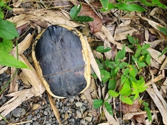 Cuora flavomarginata