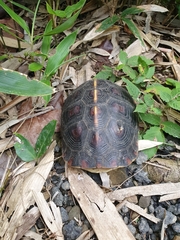 Cuora flavomarginata