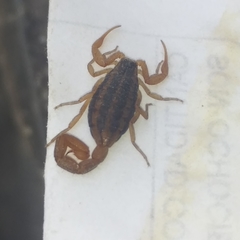 Centruroides ornatus