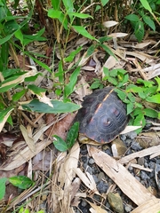 Cuora flavomarginata