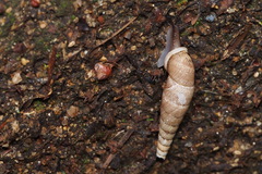 Megalophaedusa bilabrata