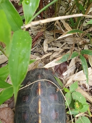 Cuora flavomarginata