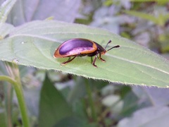 Iphiclus haematocephalus