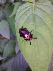 Iphiclus haematocephalus