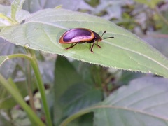 Iphiclus haematocephalus
