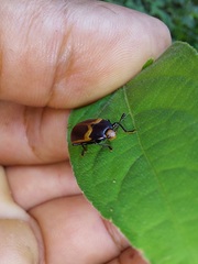 Iphiclus haematocephalus