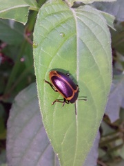 Iphiclus haematocephalus