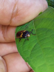 Iphiclus haematocephalus