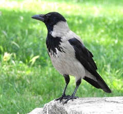 Corvus cornix