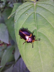 Iphiclus haematocephalus