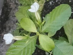 Ruellia metziae