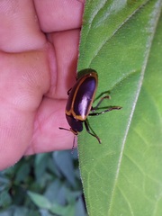 Iphiclus haematocephalus