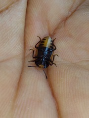 Iphiclus haematocephalus