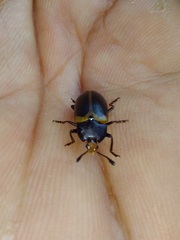 Iphiclus haematocephalus