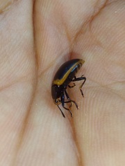 Iphiclus haematocephalus