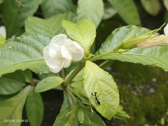 Ruellia metziae