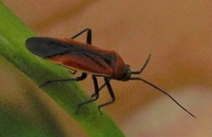 Lopidea instabilis