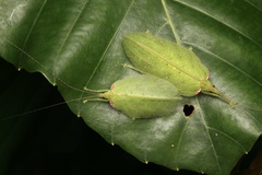 Chondroderella borneensis