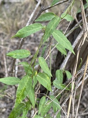 Metastelma barbigerum