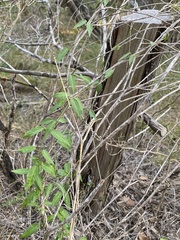 Metastelma barbigerum