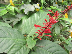 Trigona fulviventris